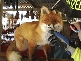 Julian admires this beautiful Red Fox in the Lap Camp - unfortunately he has been stuffed
